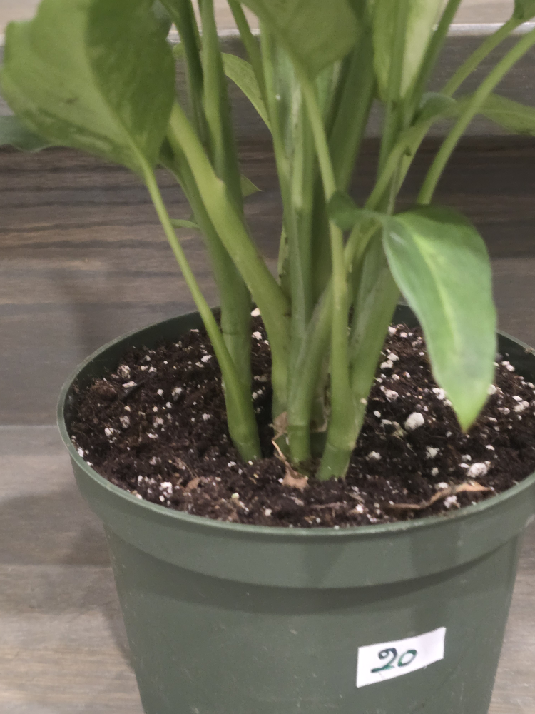 Dieffenbachia Plant in Pot - photo 5