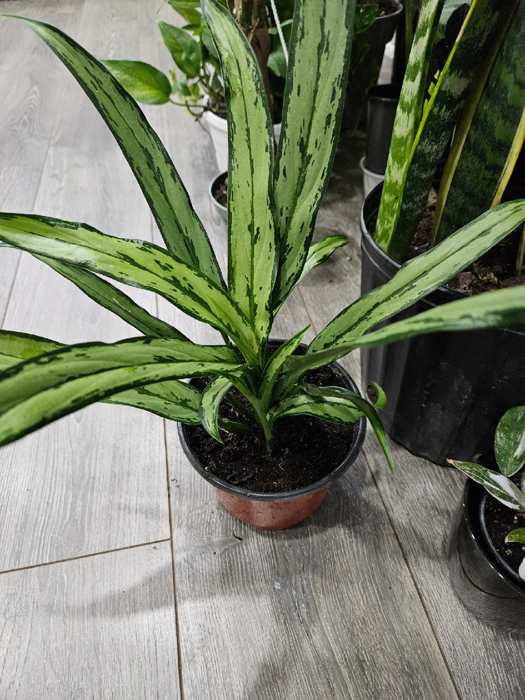 🥕Aglaonema Plant🥕 image indicator(2)