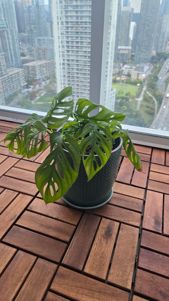 Monstera Adansonii Plant in ceramic pot thumbnail
