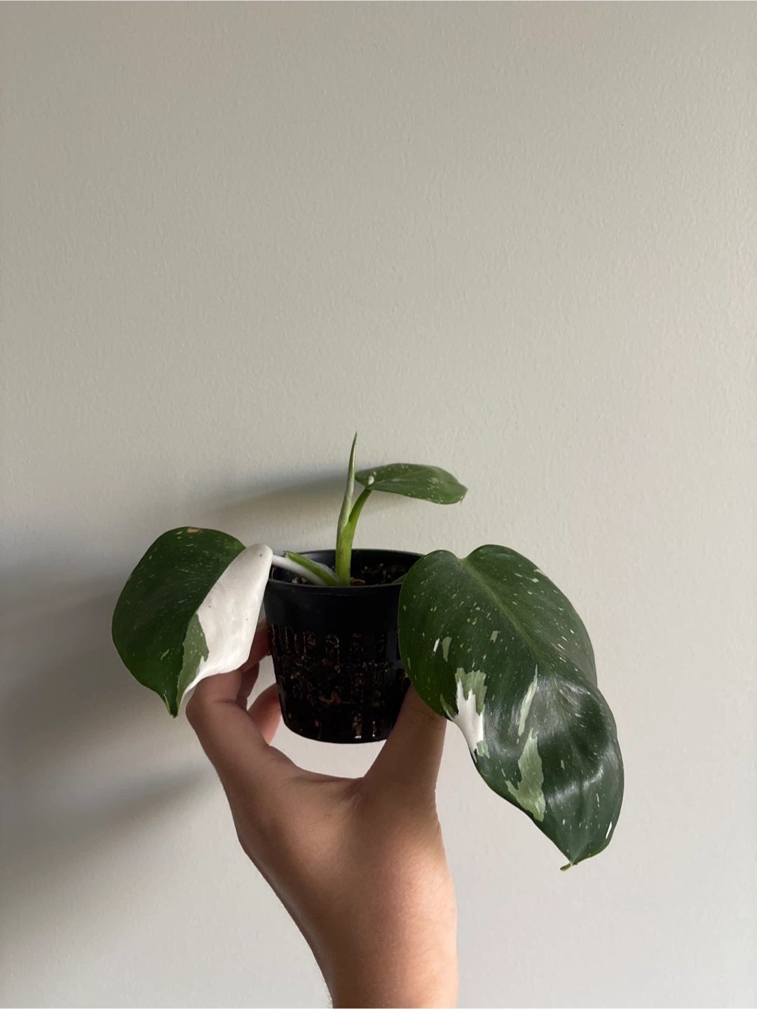 Philodendron White Wizard Plant - 3”