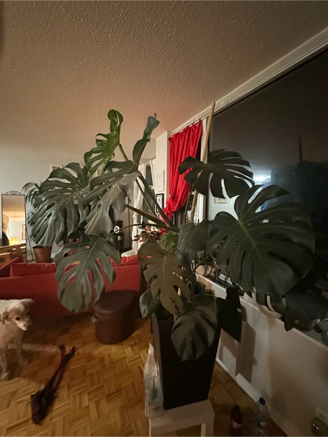 Monstera Plant thumbnail