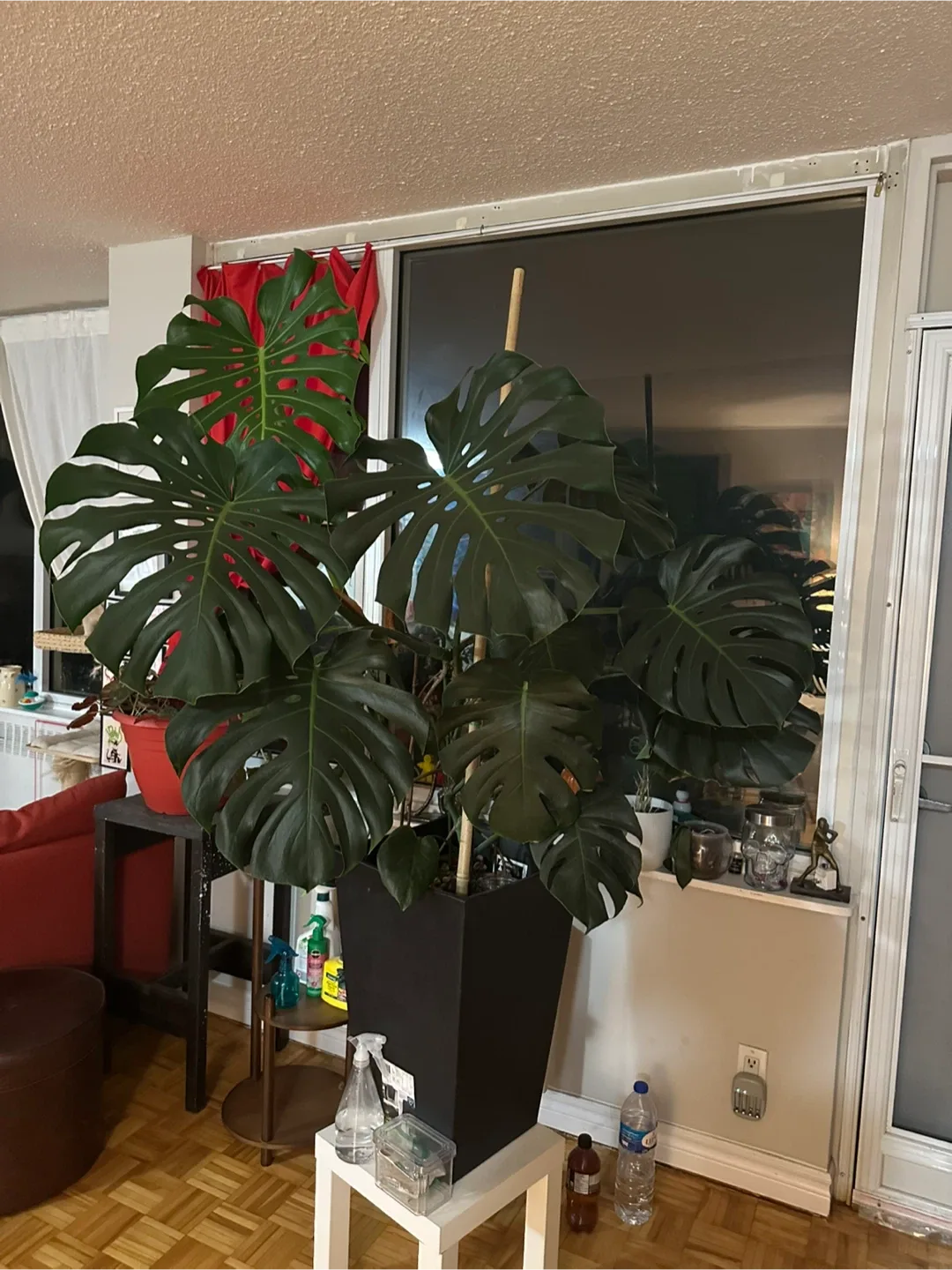 Monstera Plant image indicator(3)