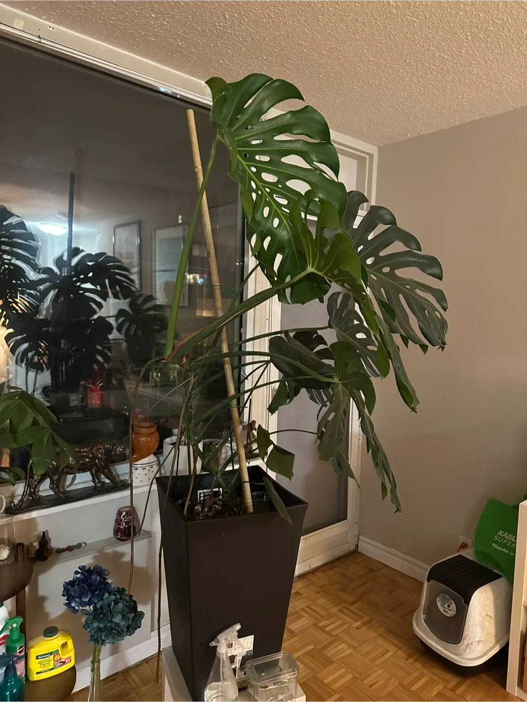 Monstera Plant image indicator(2)