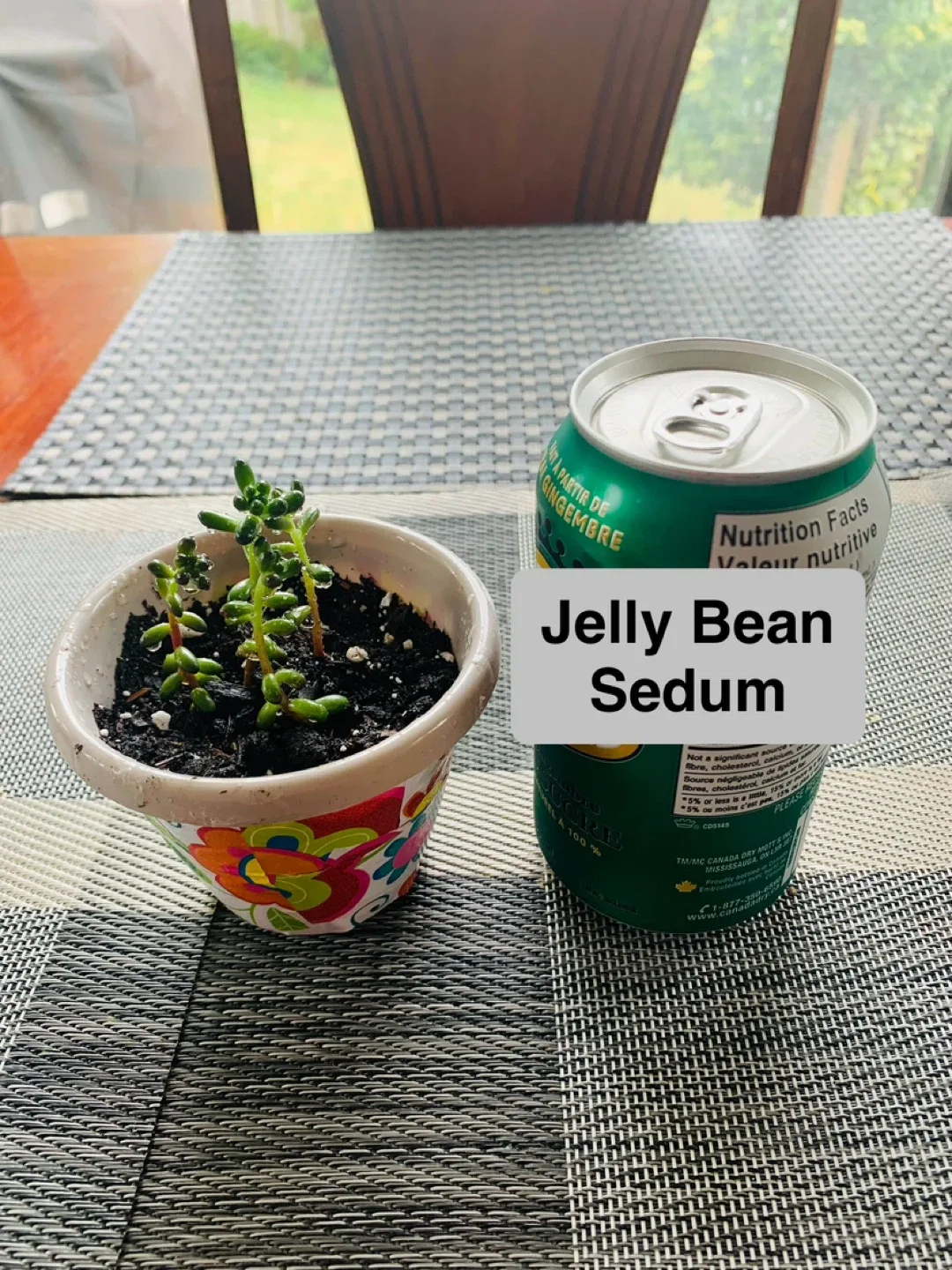 Succulent TRIO SET: Jelly Bean Sedum, Aloe Vera, Snake Plant image indicator(3)