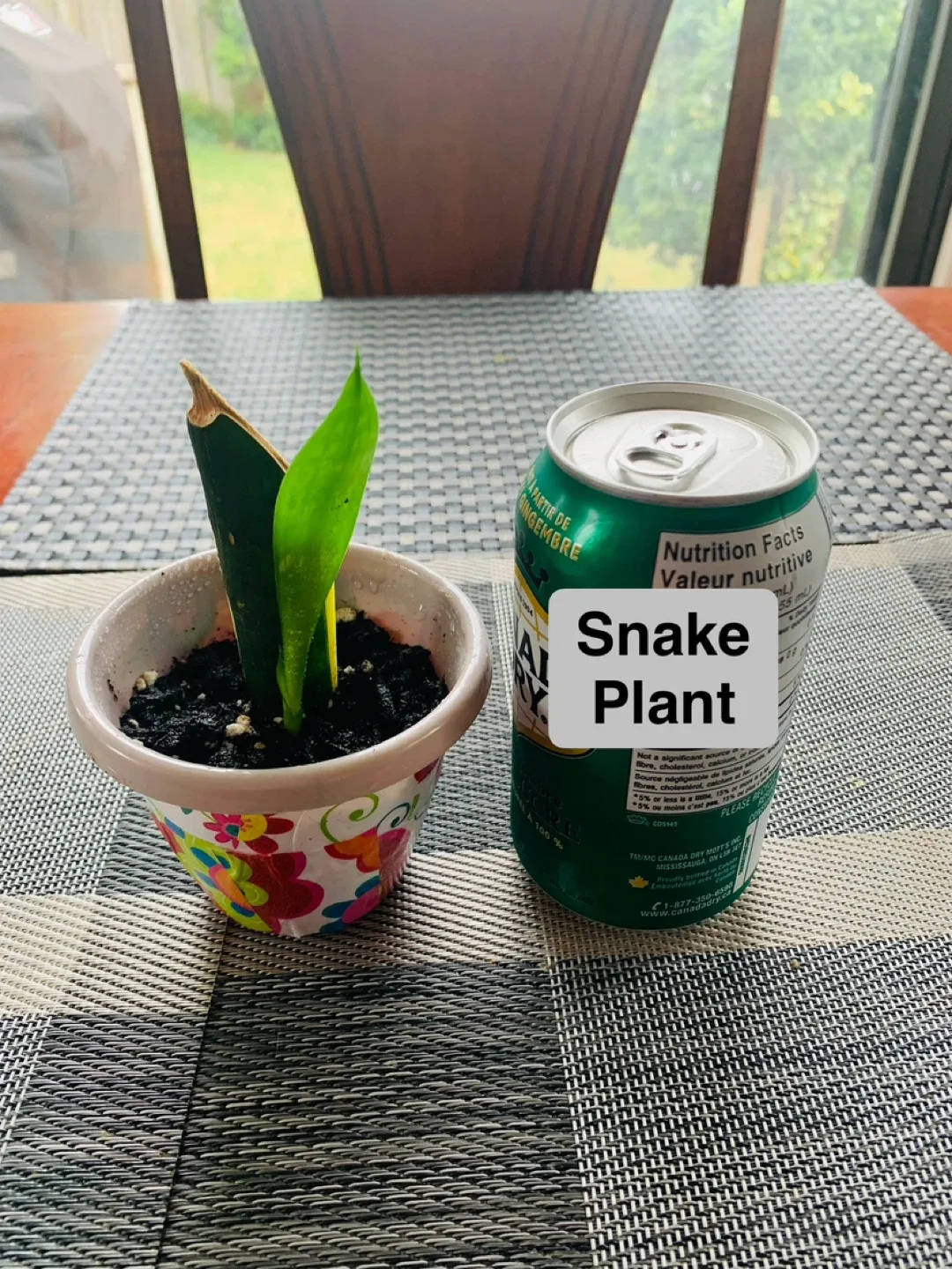 Succulent TRIO SET: Jelly Bean Sedum, Aloe Vera, Snake Plant image indicator(5)