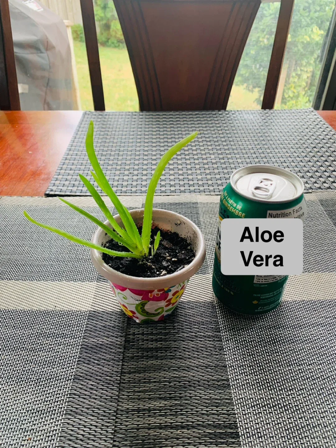 Succulent TRIO SET: Jelly Bean Sedum, Aloe Vera, Snake Plant image indicator(4)