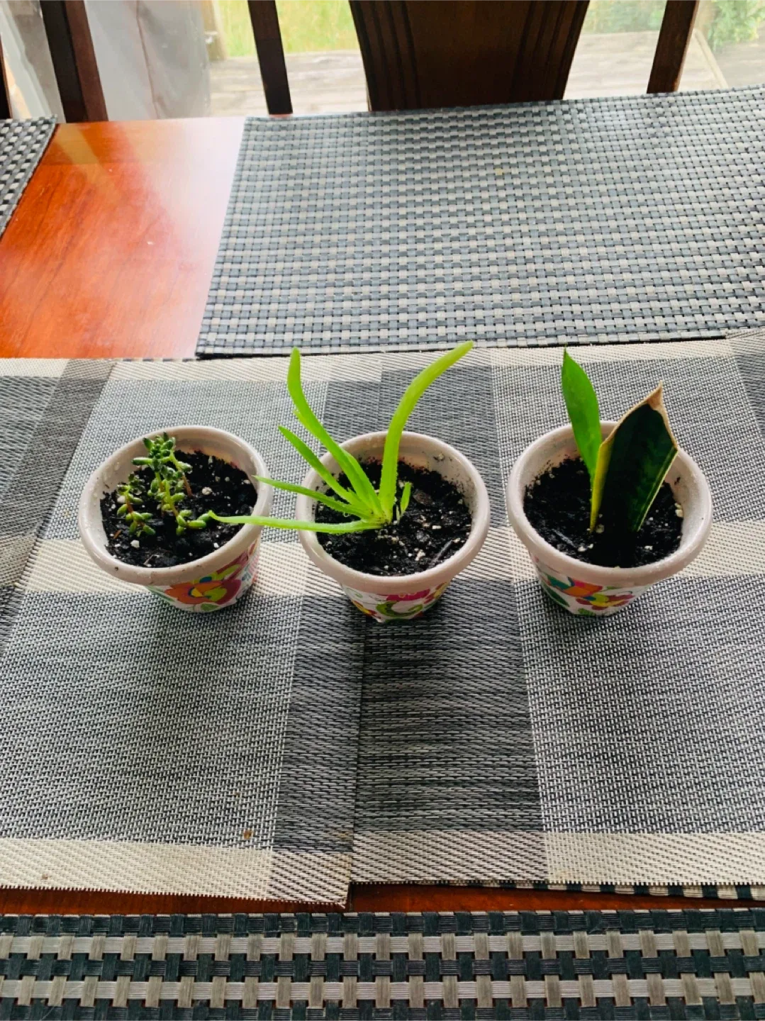 Succulent TRIO SET: Jelly Bean Sedum, Aloe Vera, Snake Plant image indicator(2)