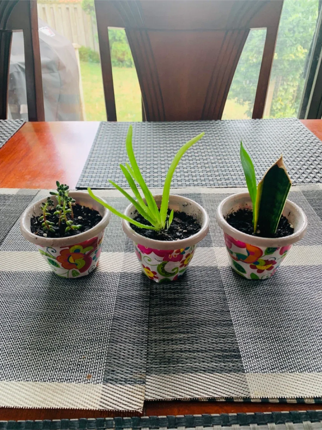 Succulent TRIO SET: Jelly Bean Sedum, Aloe Vera, Snake Plant thumbnail