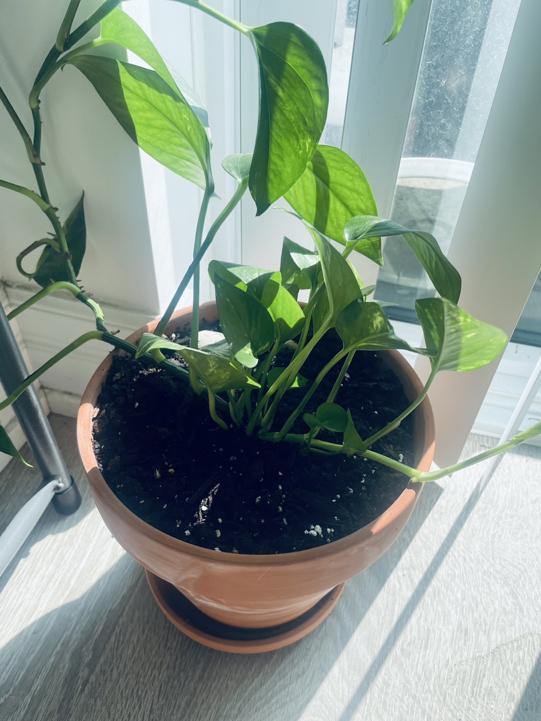 [Saturday Move out Sale] Potted Golden Pothos Plant 🥕 - photo 2