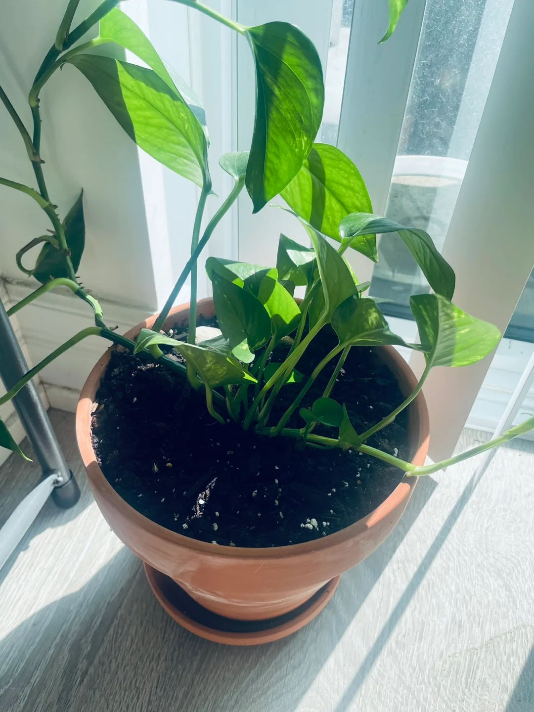 [Saturday Move out Sale] Potted Golden Pothos Plant 🥕 image indicator(2)