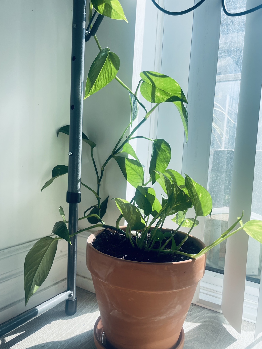 [Saturday Move out Sale] Potted Golden Pothos Plant 🥕 - photo 3