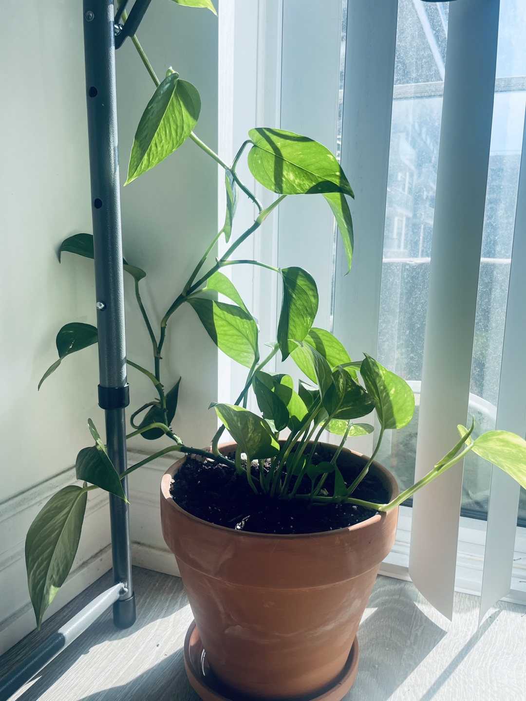 [Saturday Move out Sale] Potted Golden Pothos Plant 🥕