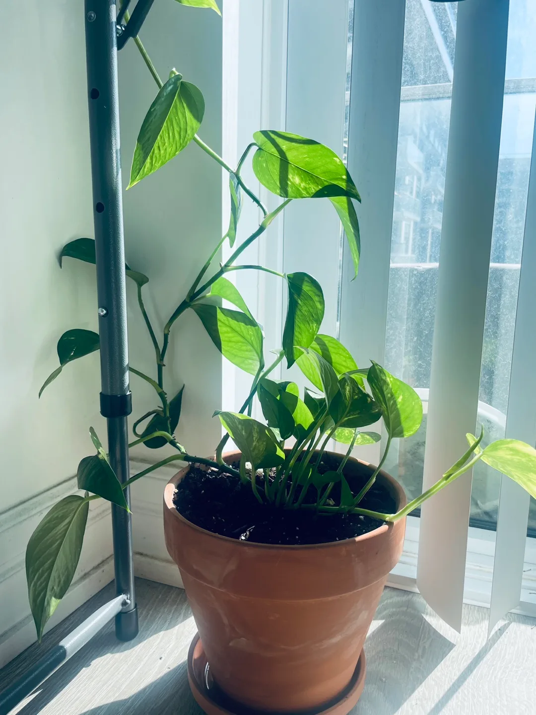 [Saturday Move out Sale] Potted Golden Pothos Plant 🥕