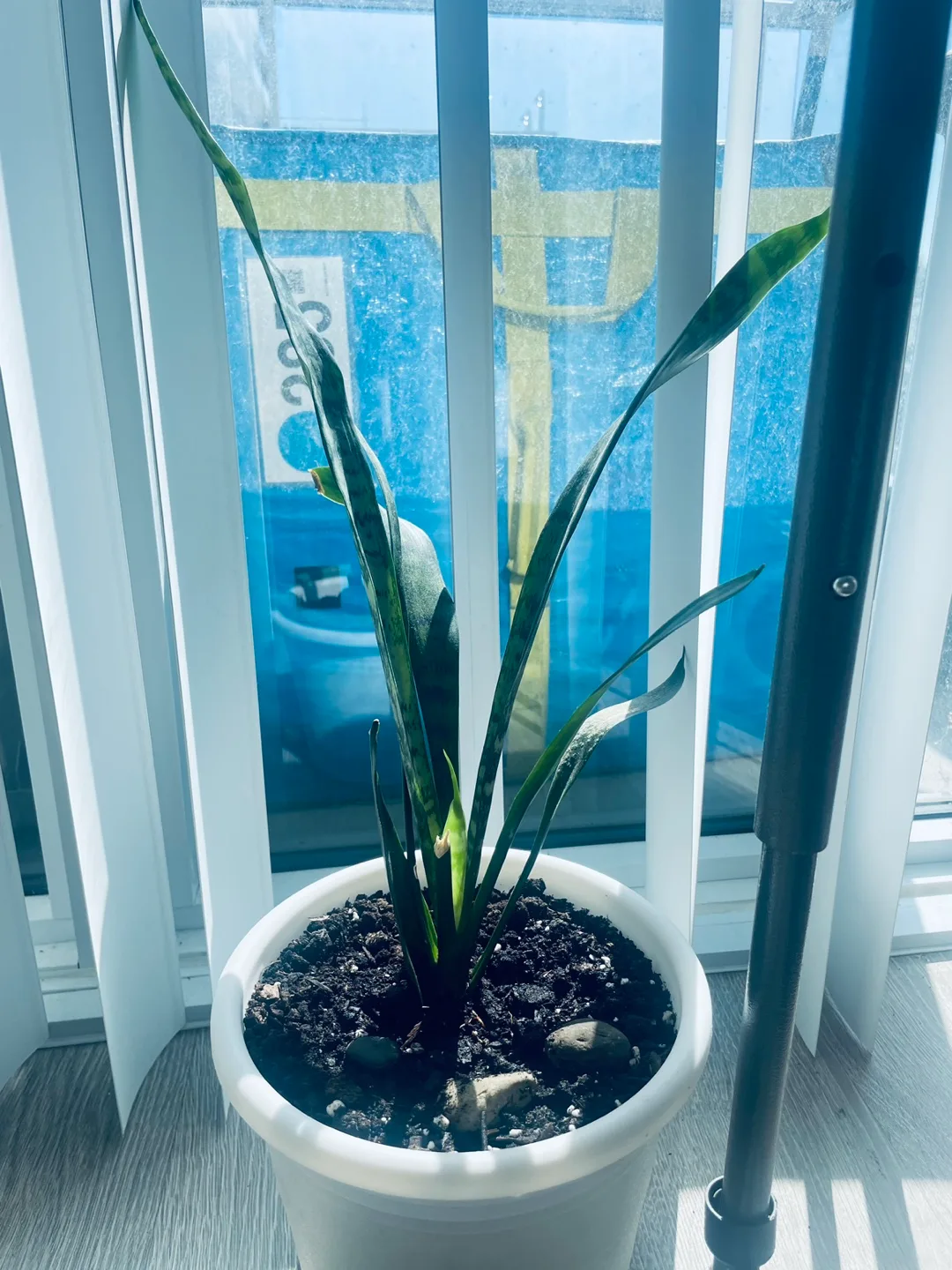 [Saturday Move out Sale] Snake Plant in White Pot 🥕