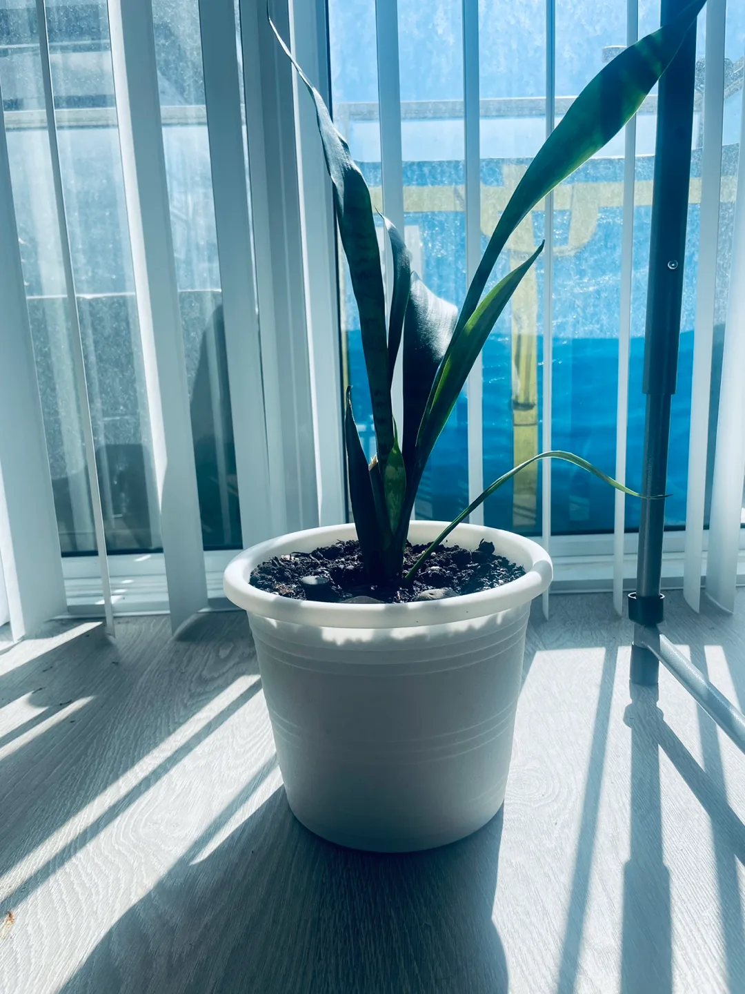 [Saturday Move out Sale] Snake Plant in White Pot 🥕 image indicator(3)