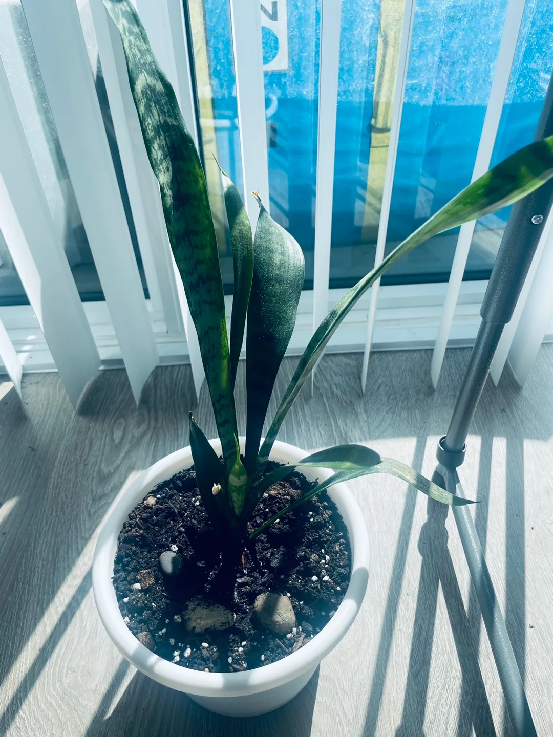 [Saturday Move out Sale] Snake Plant in White Pot 🥕 image indicator(2)