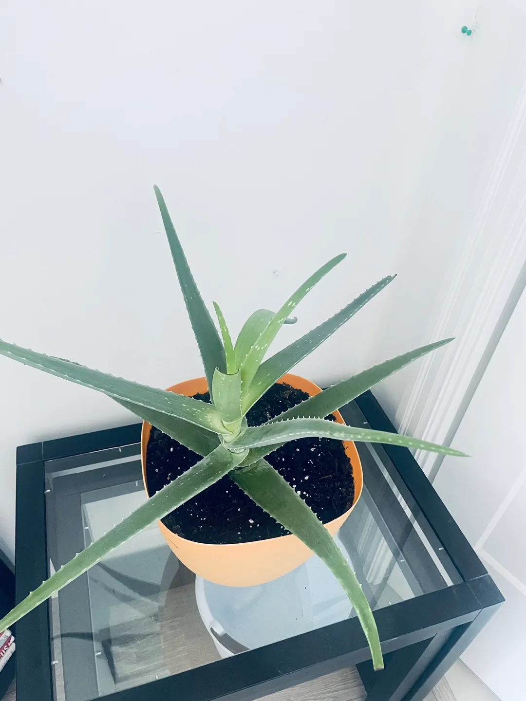 [Saturday Move out Sale] Aloe Vera Plant image indicator(3)