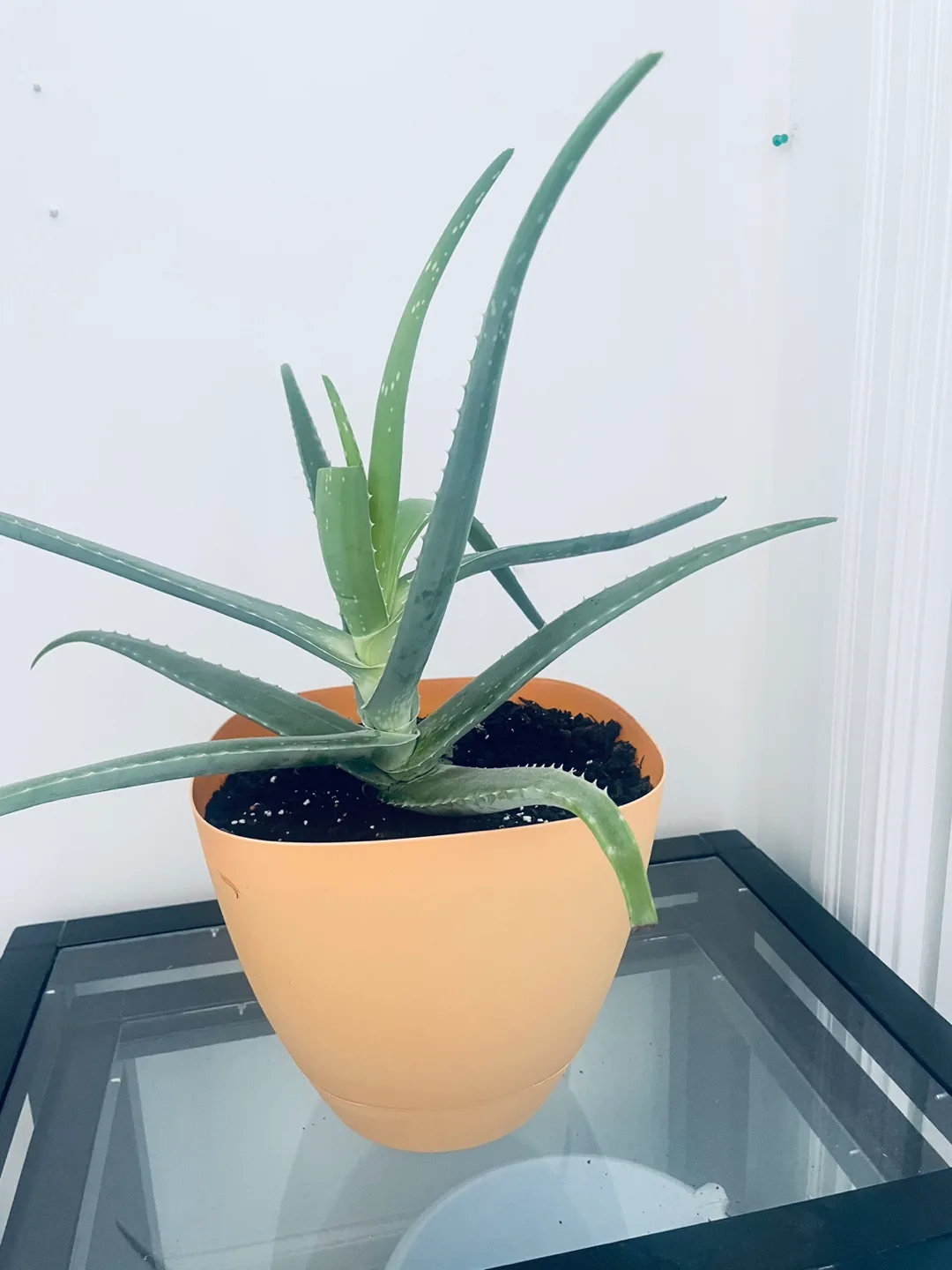 [Saturday Move out Sale] Aloe Vera Plant