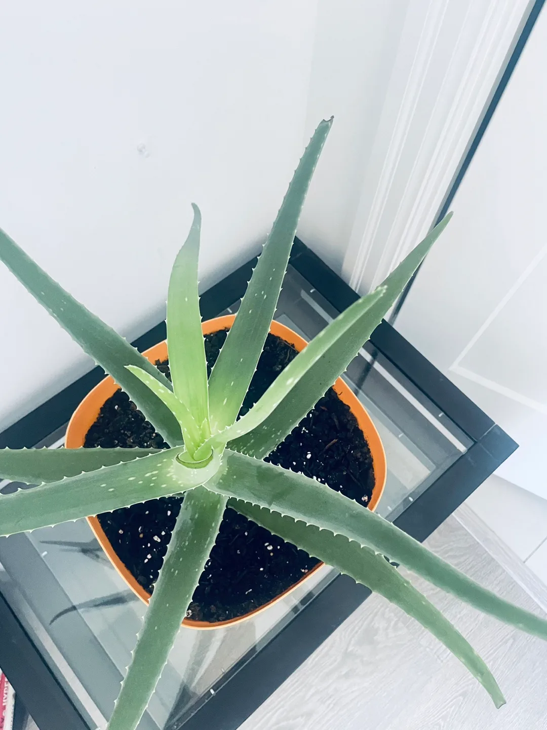 [Saturday Move out Sale] Aloe Vera Plant image indicator(2)