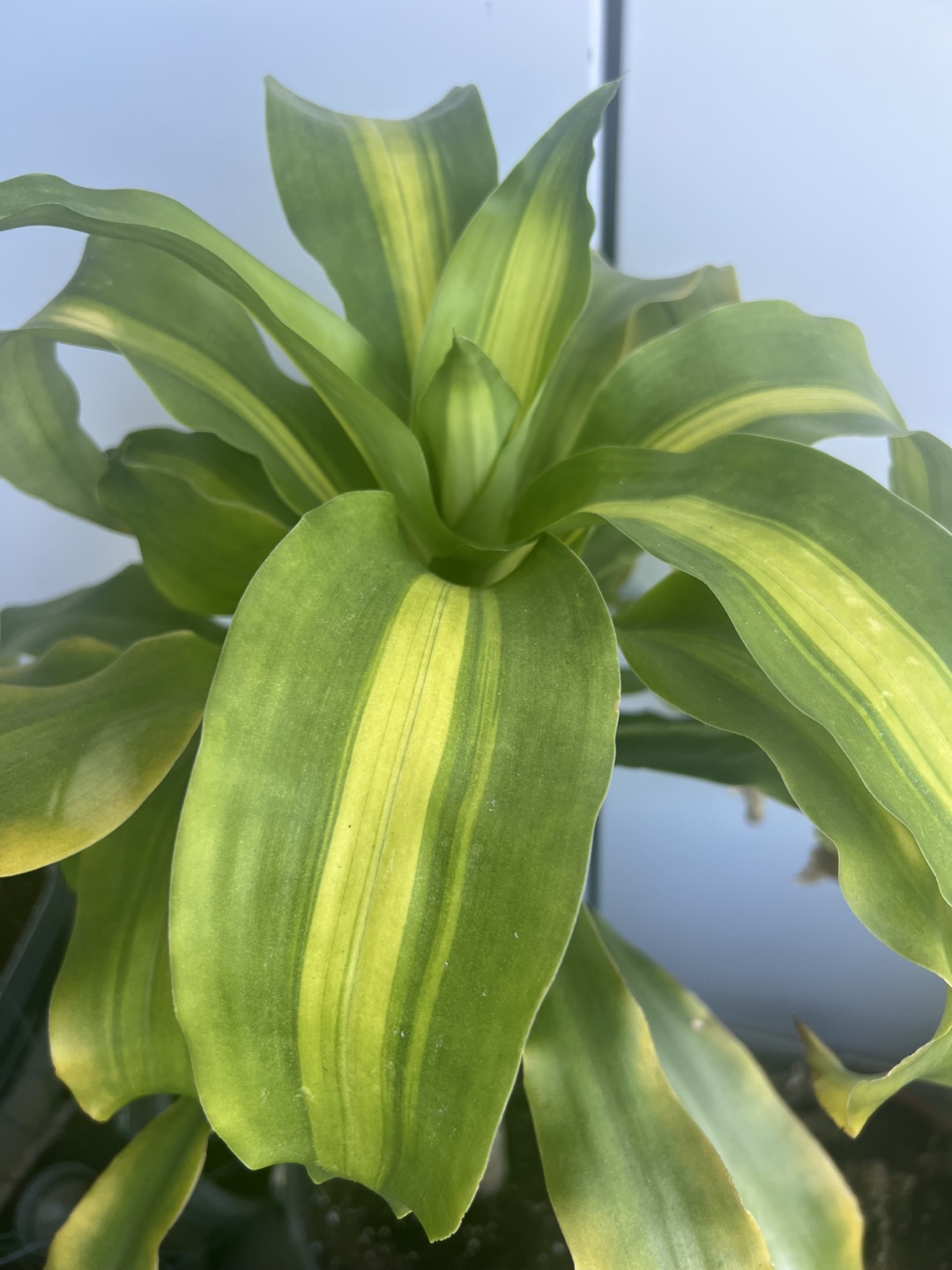 Potted Dracaena Plant - photo 3