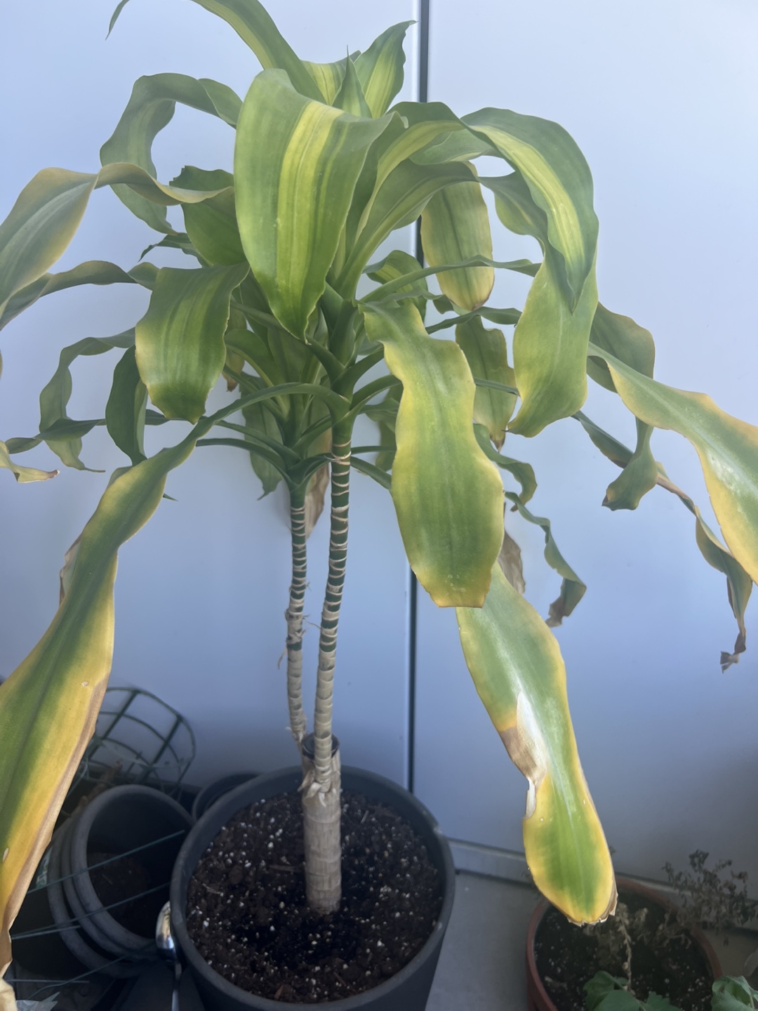 Potted Dracaena Plant