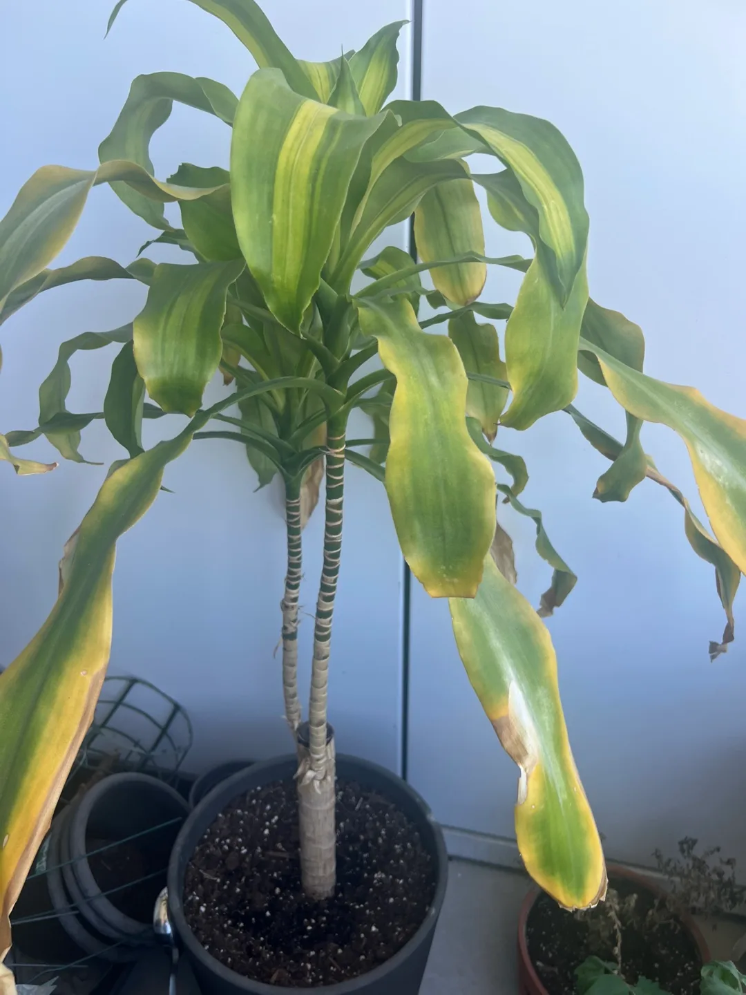 Potted Dracaena Plant thumbnail