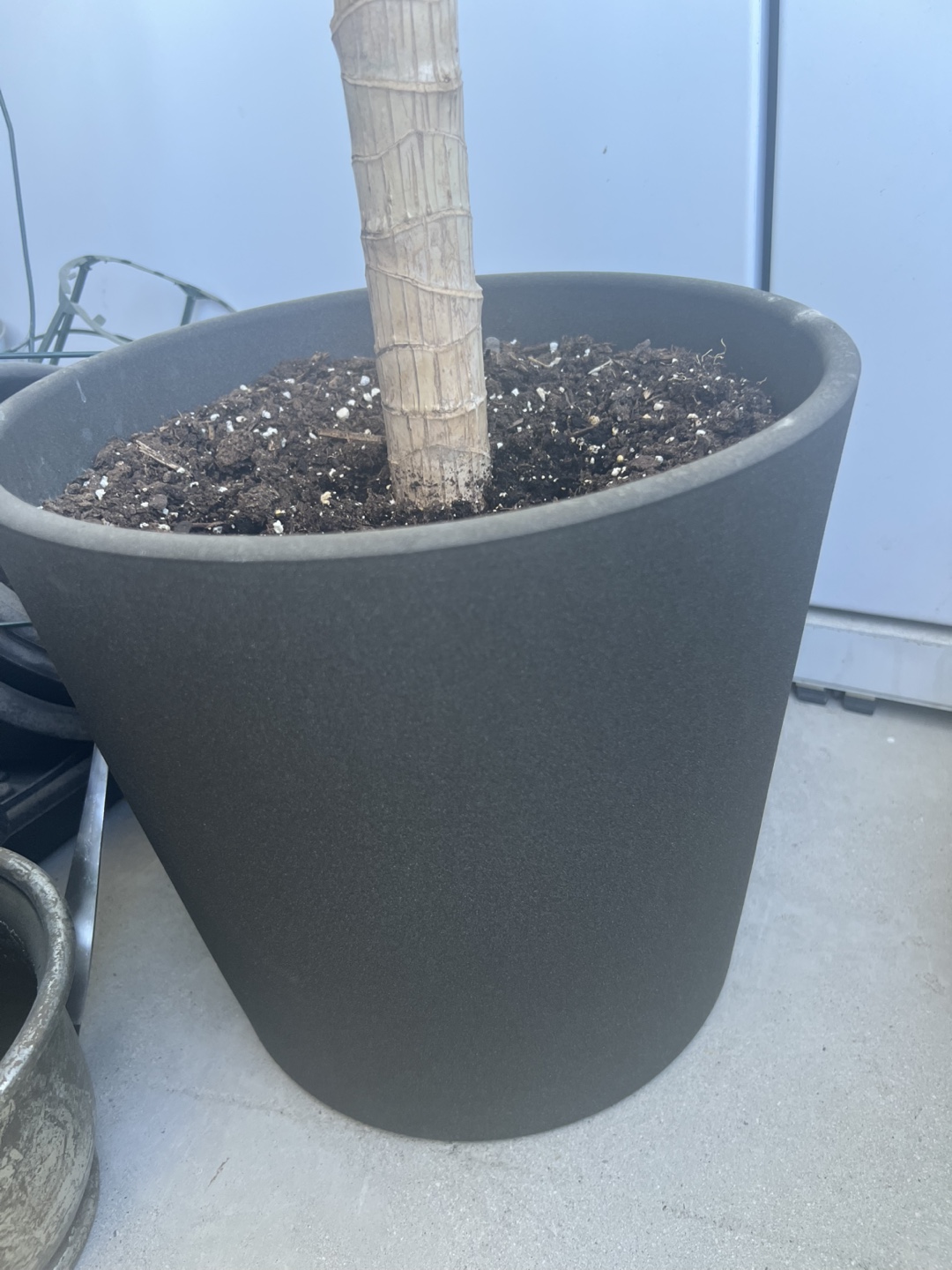 Potted Dracaena Plant - photo 2