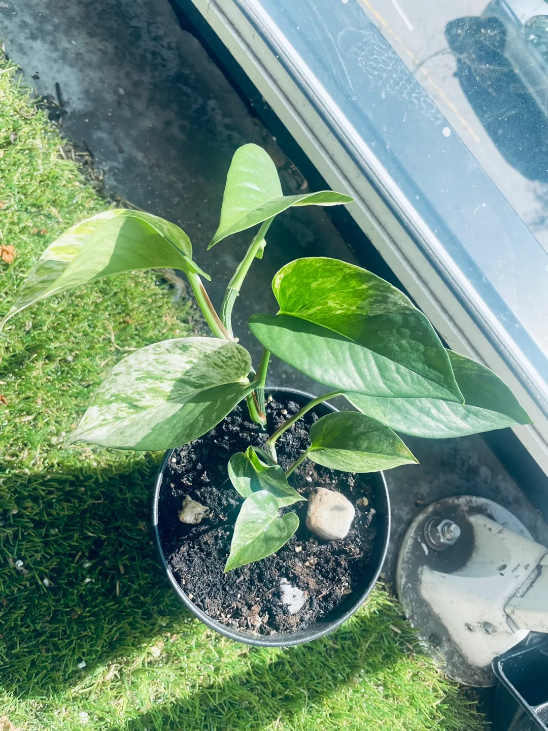 [Saturday Move out Sale] Potted Pothos Plant image indicator(2)