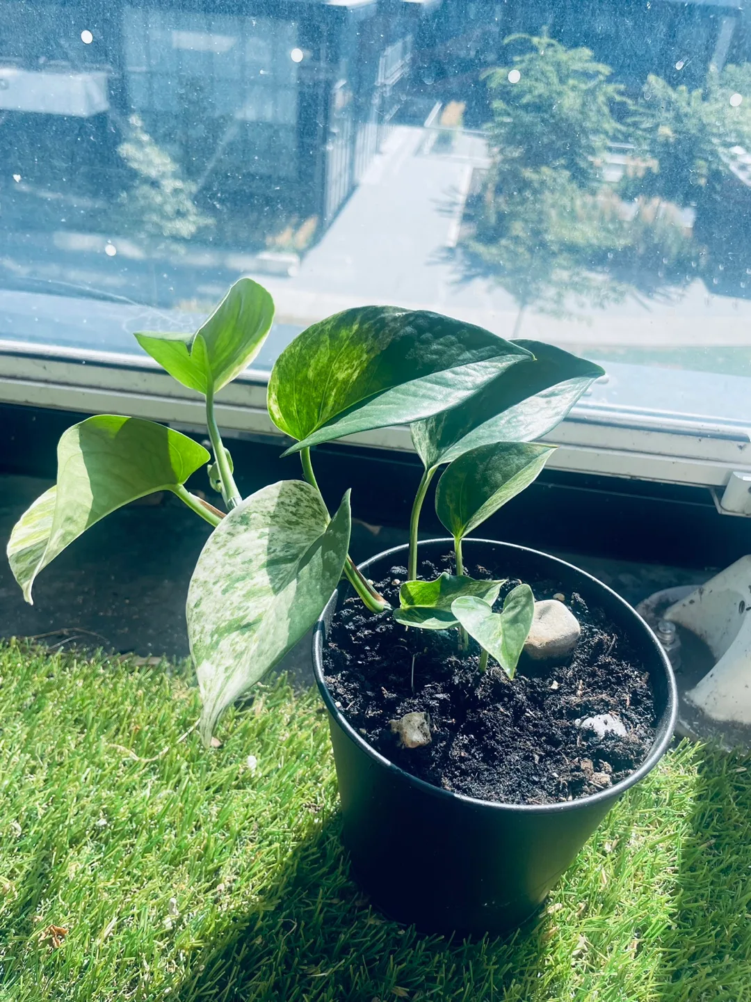 [Saturday Move out Sale] Potted Pothos Plant