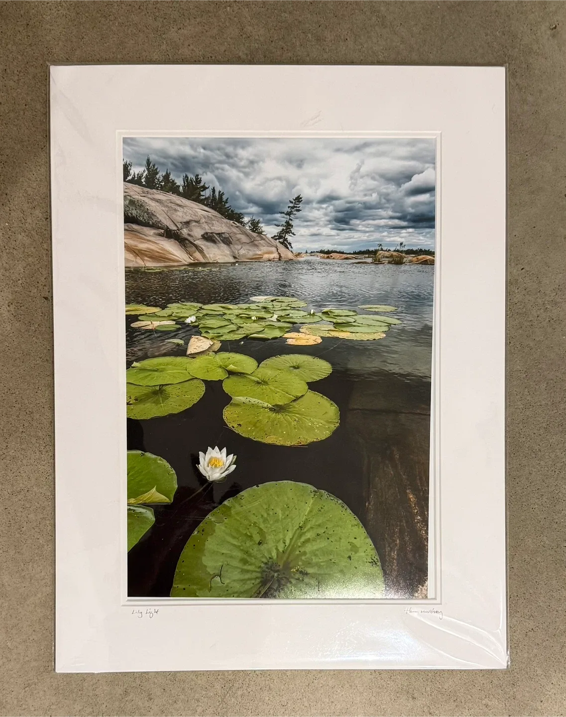 Mounted photo (18 x 24) - “Lily Light”