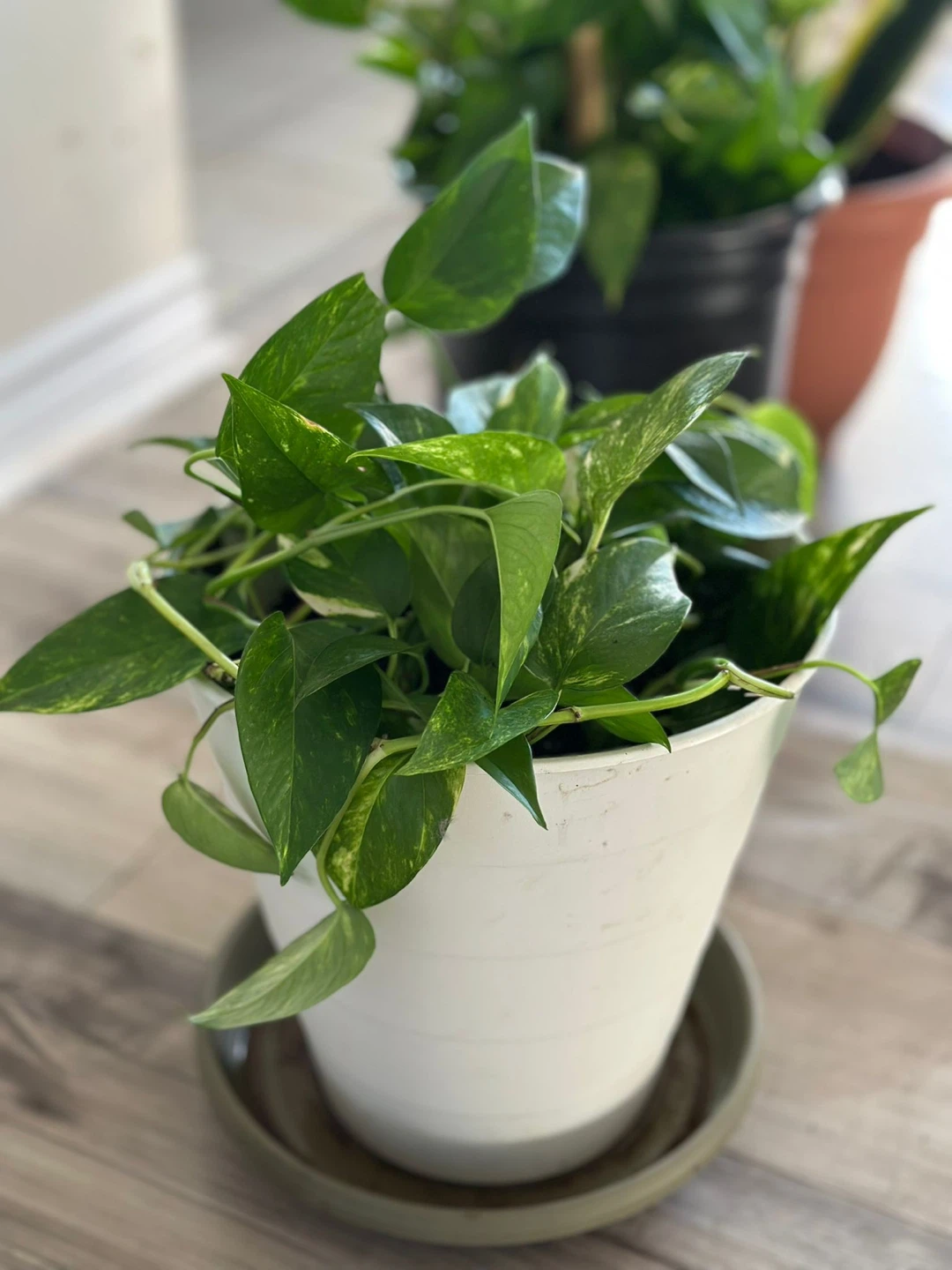 Pothos Plant in White Pot