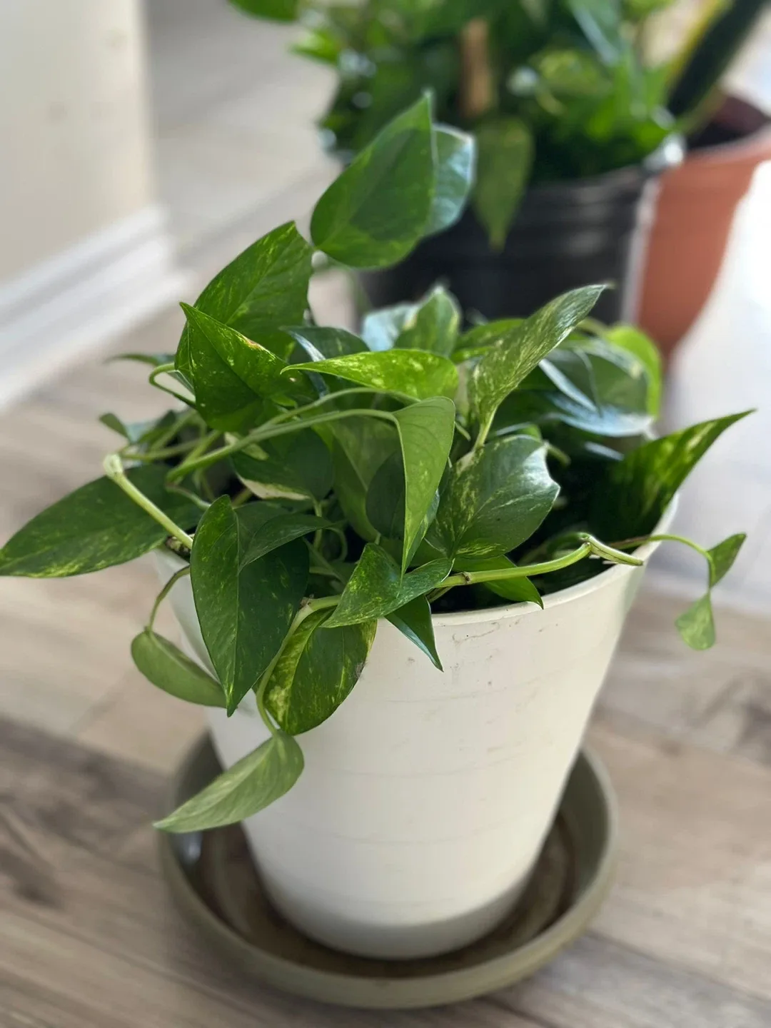 Pothos Plant in White Pot thumbnail