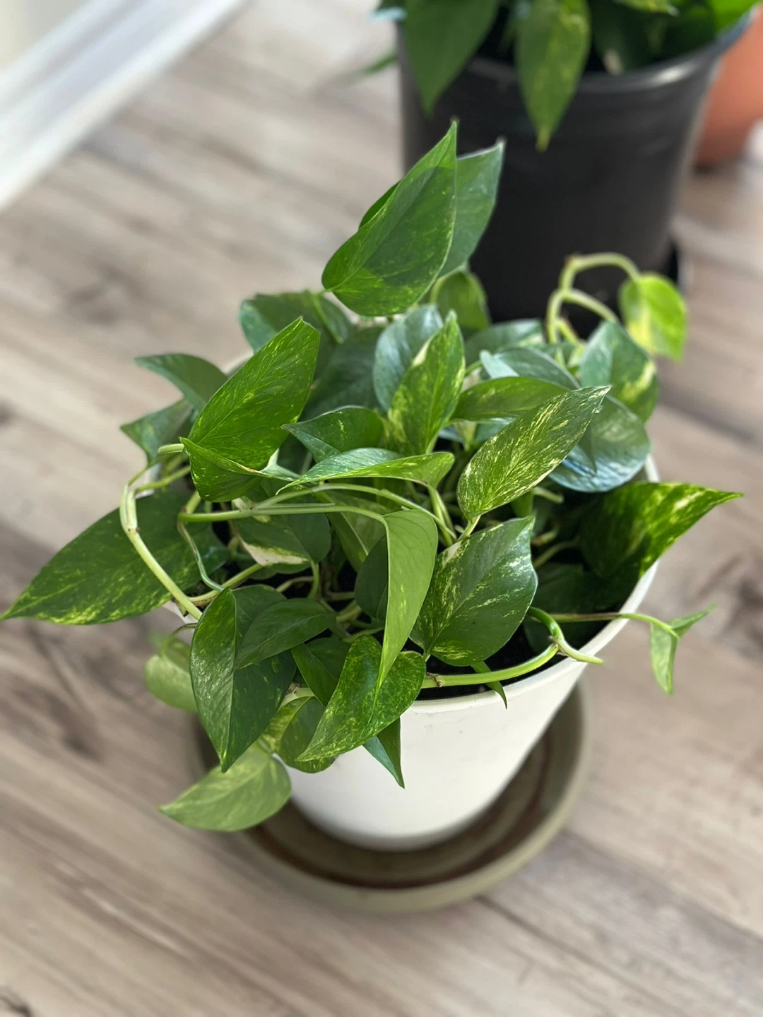 Pothos Plant in White Pot - photo 2
