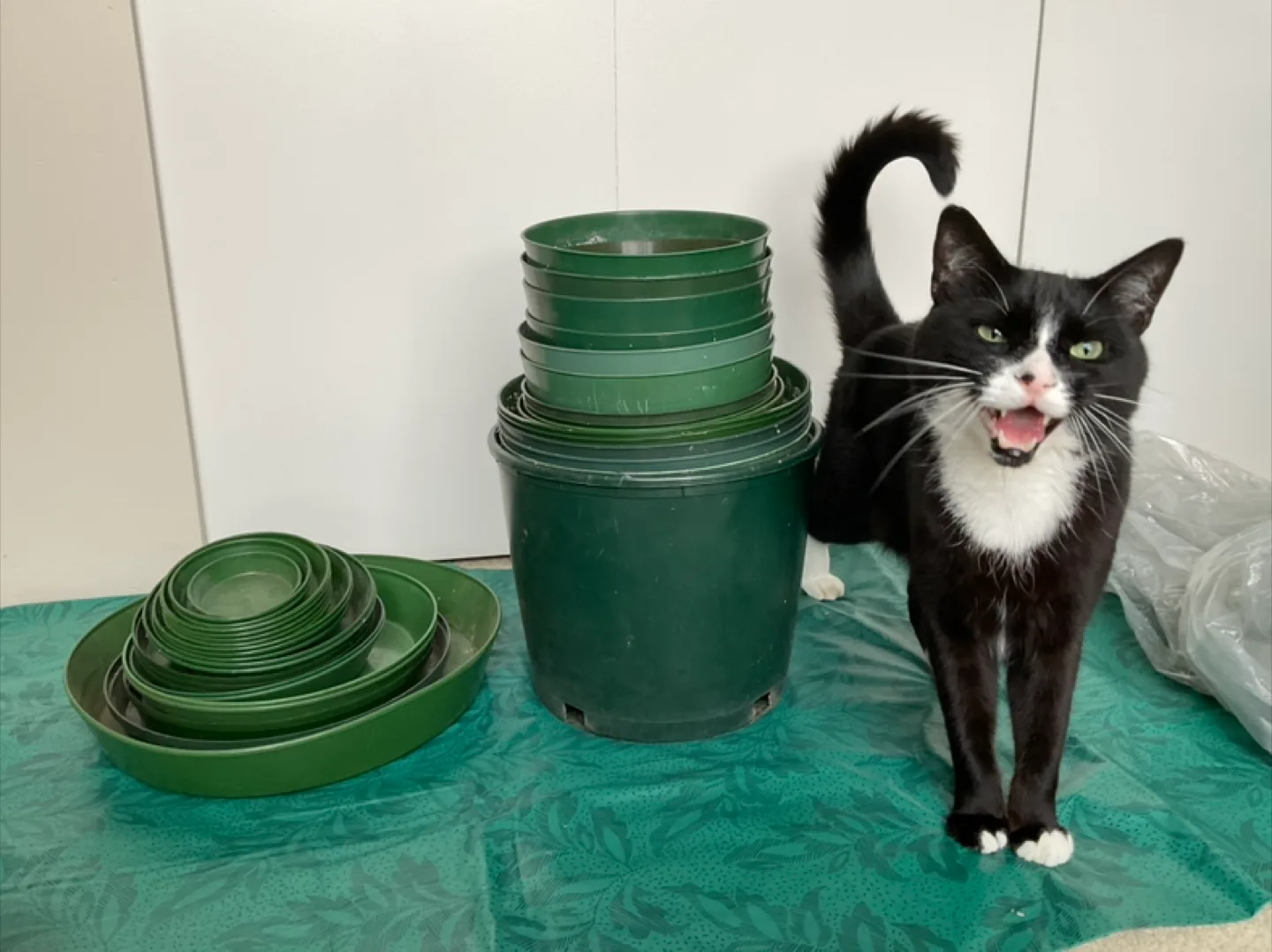 FREE Plant Pots thumbnail