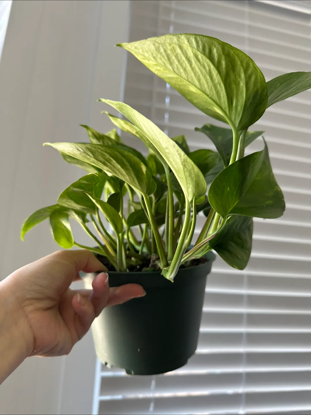 Pothos Plant image indicator(2)