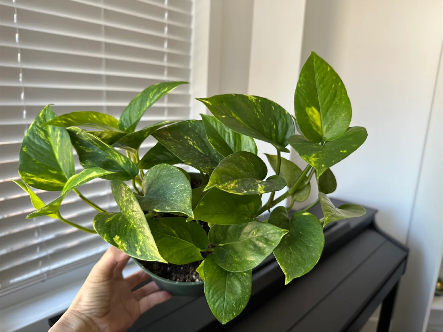Pothos Plant