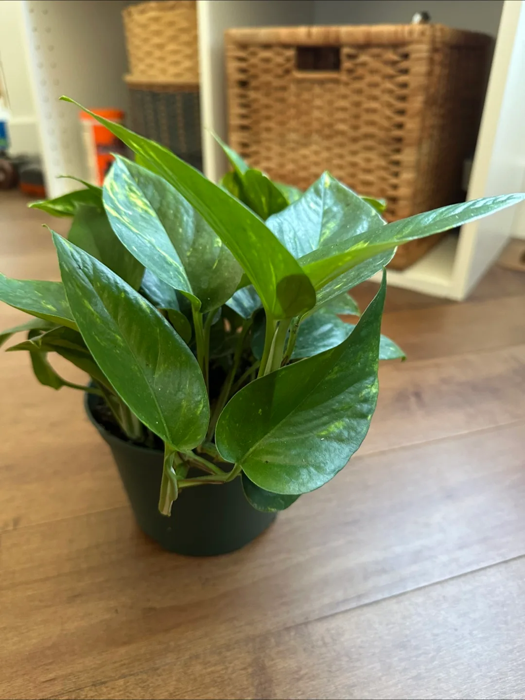 Pothos Plant image indicator(4)