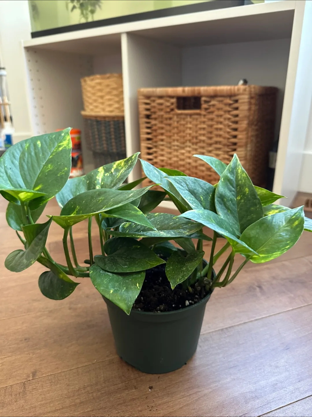 Pothos Plant image indicator(3)