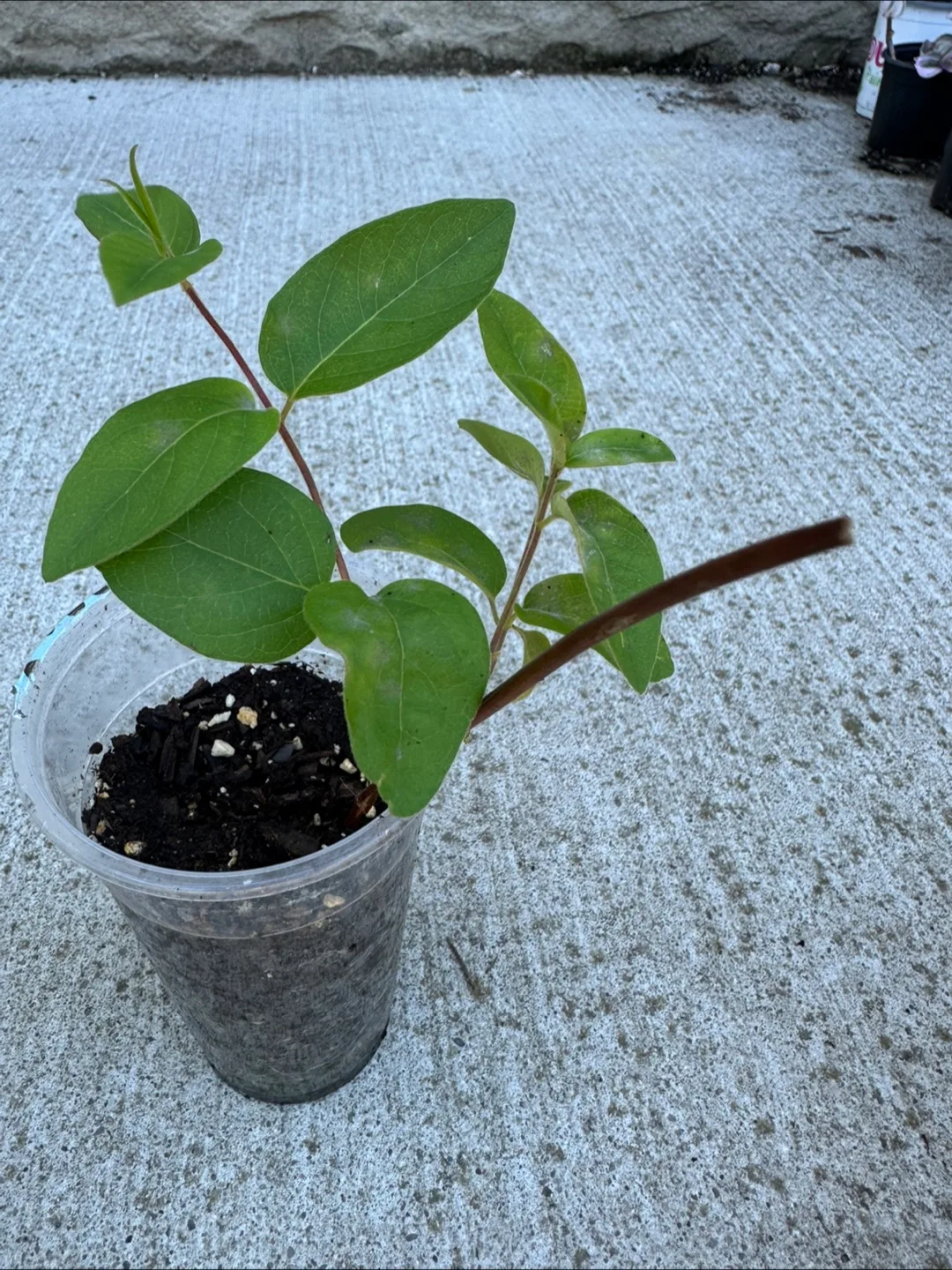 3 Honeysuckle  - Ready to Plant! image indicator(4)