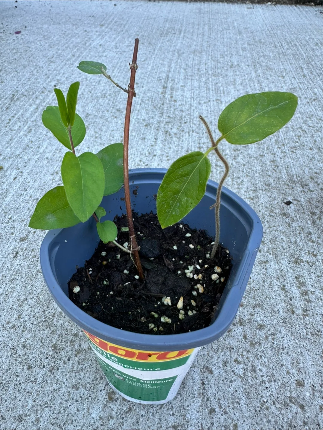 3 Honeysuckle  - Ready to Plant! image indicator(2)