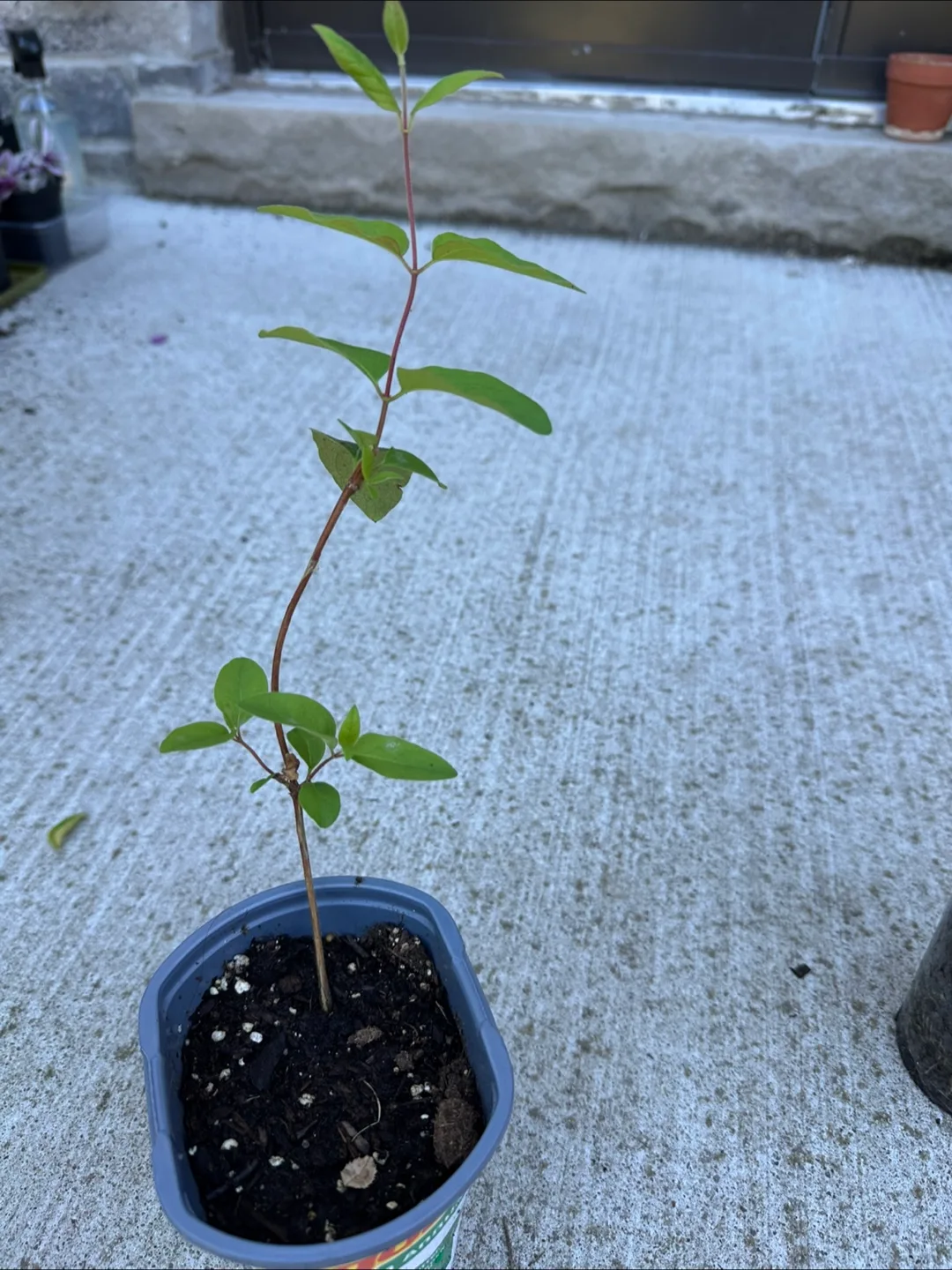 3 Honeysuckle  - Ready to Plant! image indicator(3)