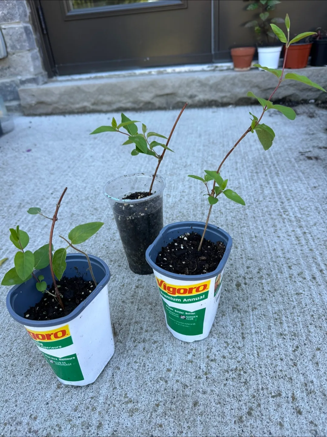 3 Honeysuckle  - Ready to Plant!