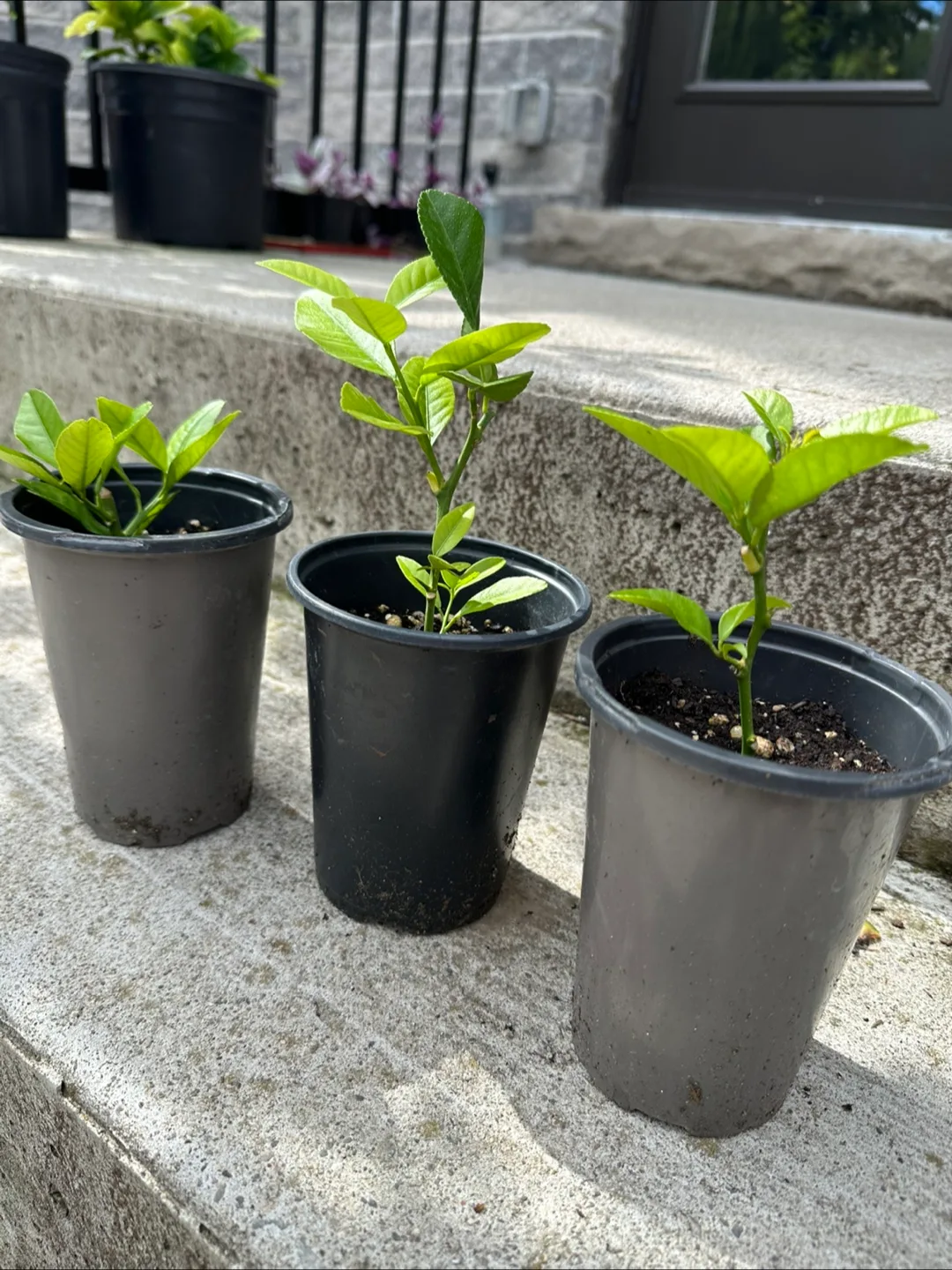 Lemon Tree Saplings