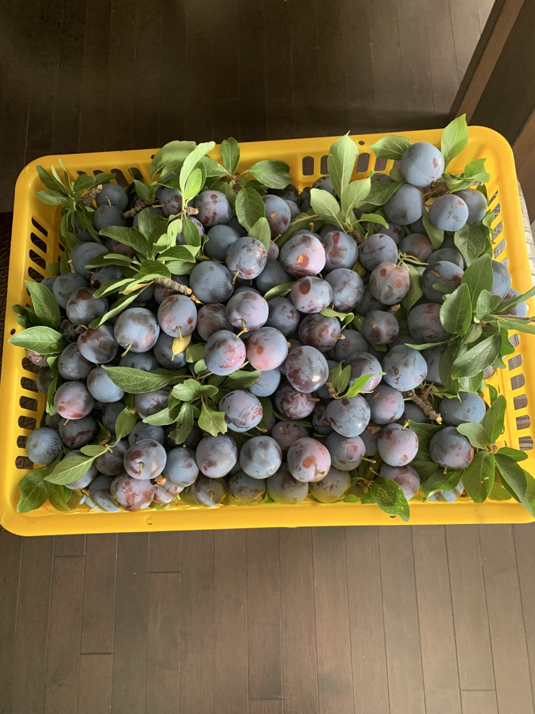 Fresh plums for sale