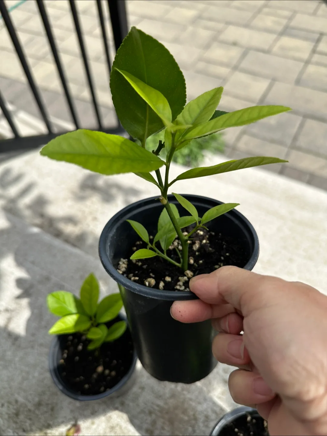 Lemon Tree Saplings image indicator(2)
