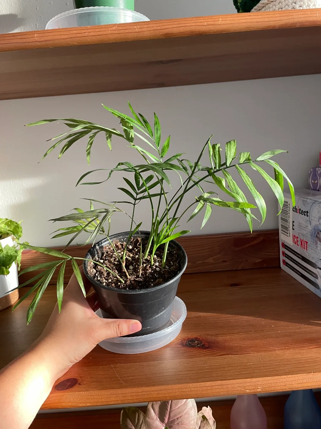 Parlour Palm Plant 🌱 thumbnail