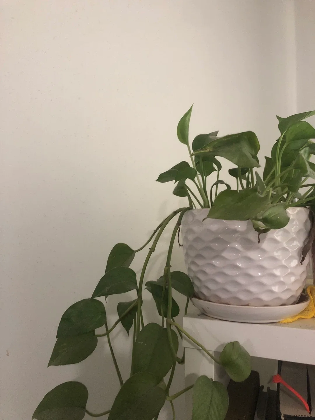 Pothos Plant in White Pot $15 image indicator(2)