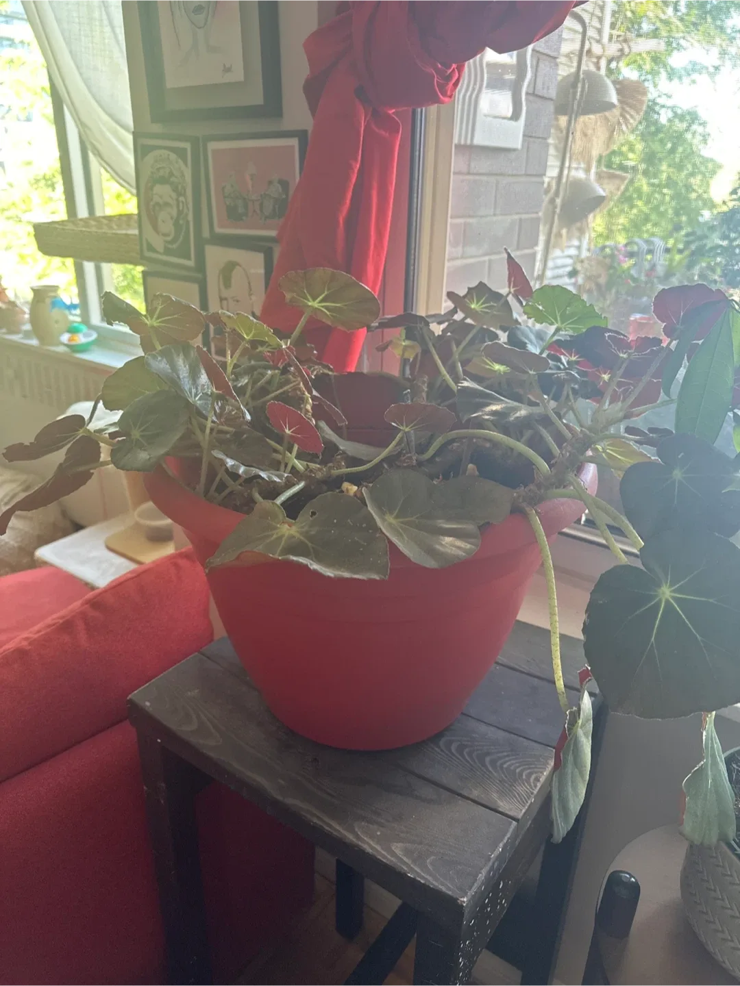 Chinese money plant thumbnail