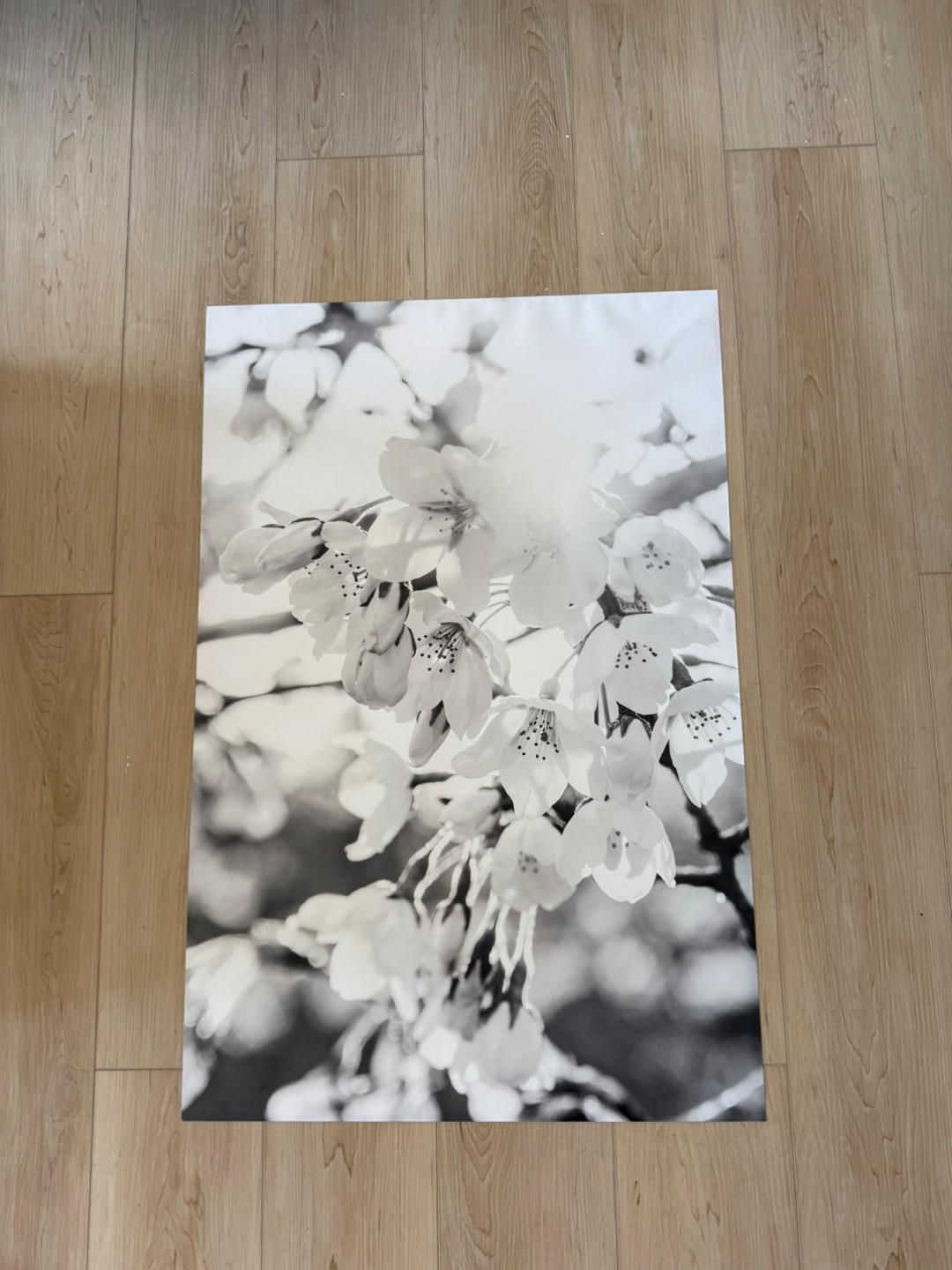 Black and white cherry blossom 24x36 print