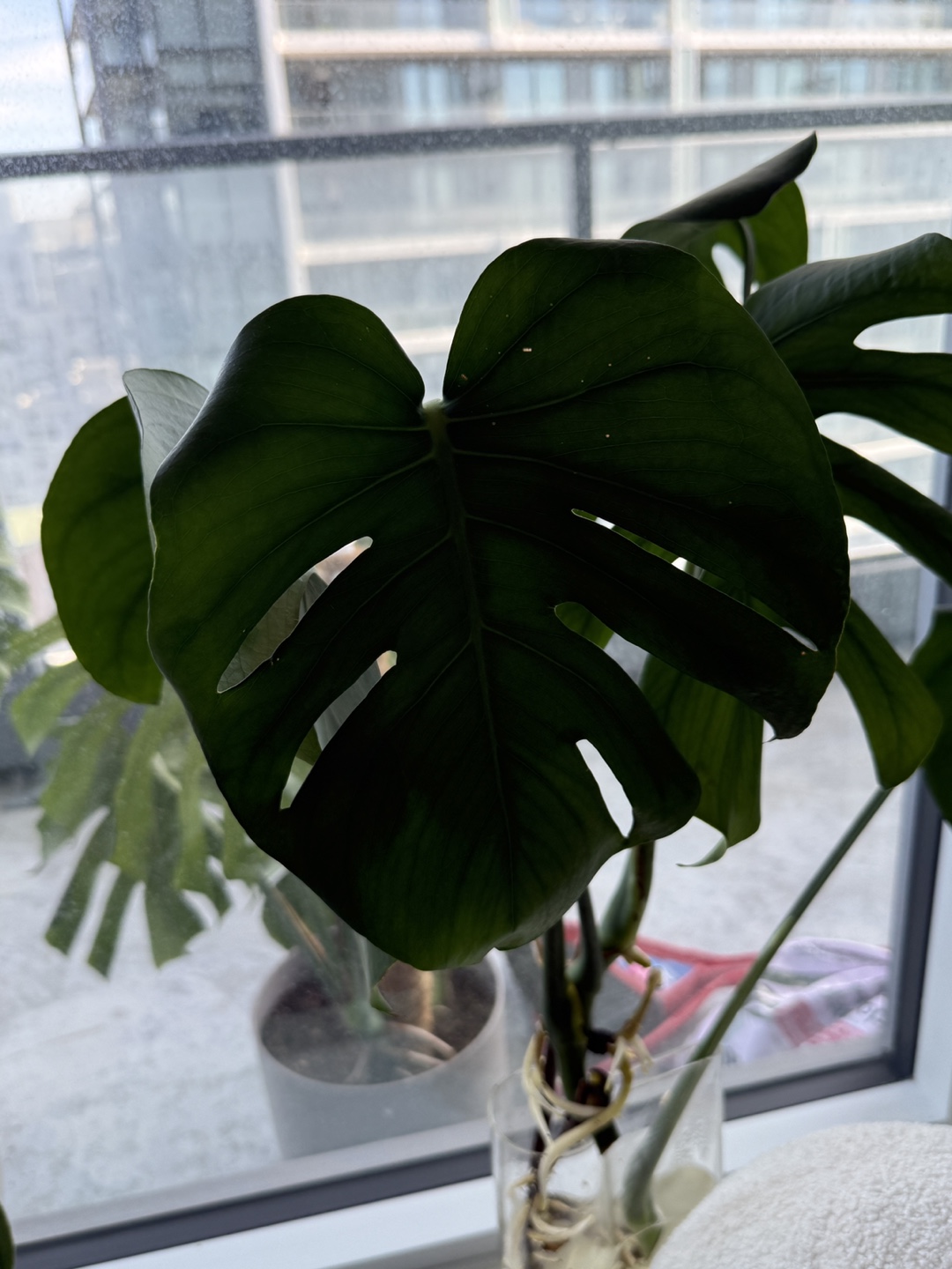 Monstera Plant (4 leaves)